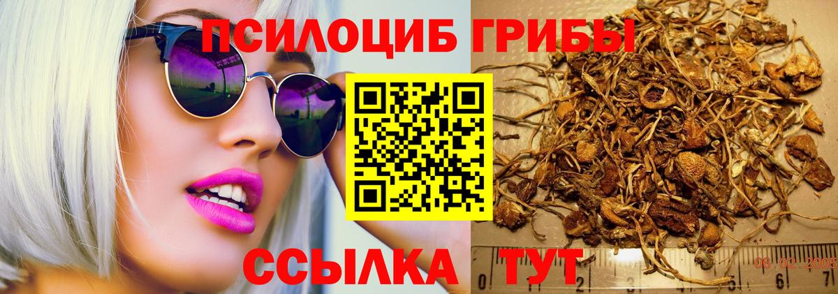 как найти наркотики  Вход с VPN  Кимры  Псилоцибиновые грибы Psilocybe 